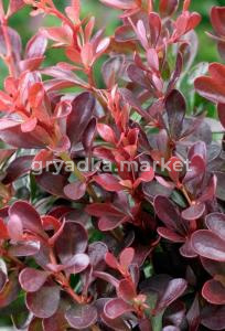 Барбарис Тунберга Атропурпуреа с2 (Никитенко)