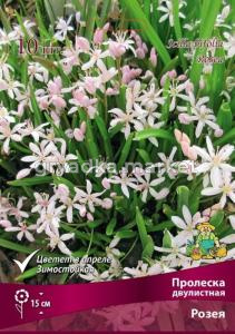 Пролеска (Сцилла) двулистная Розея 10шт (небесно-синего цвета, 4-5)