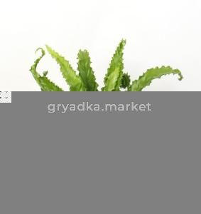 Асплениум Антиквум Осака С21 H45