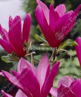 Скриншот 16-04-2026 095842