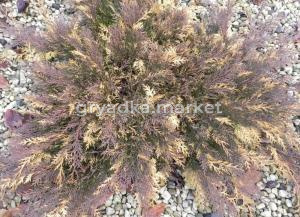 Микробиота перекрестнопарая Карнивал v2 Lav