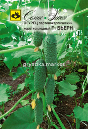 Огурец Бьерн F1 Семко