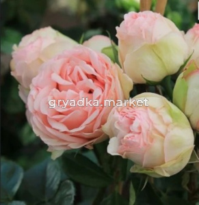 Роза Чарминг Пиано чайно-гибридная 1шт (Сиберика)