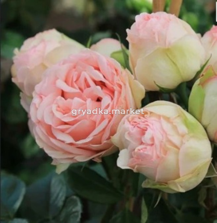 Роза Чарминг Пиано чайно-гибридная 1шт (Сиберика)