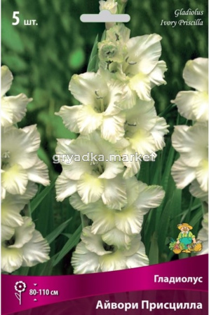 Гладиолус Айвори Присцилла (сливочно-белый со светло-жёлтым центром, 5шт, 12-14)