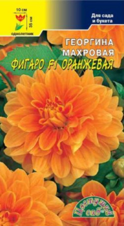 Георгина Фигаро F1 Оранжевая махровая Цвет сад