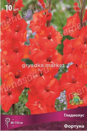 Гладиолус крупноцветковый Фортуна 10шт (красный с белыми полосками) 
