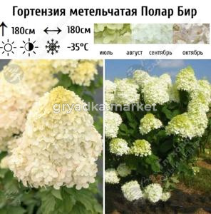 Гортензия метельчатая Полар Бир С35 ГлХ