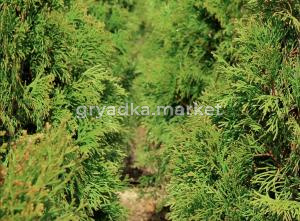 Скриншот 19-11-2024 102108