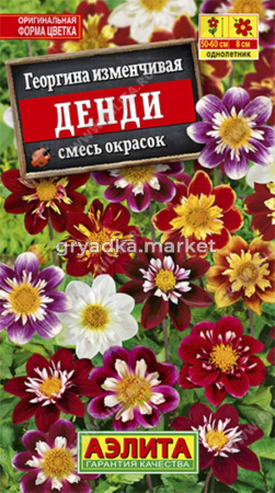 Георгина Денди смесь (Аэлита)