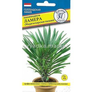 Пахиподиум Ламера 3 шт Комн (Престиж)