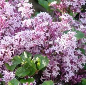 Сирень Мейера Палибин 50-60 С10