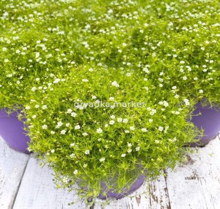 Мшанка шиловидная Лайм Мосс (Лавандовая ферма)