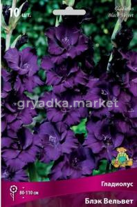 Гладиолус Блэк Вельвет 10шт 10-12