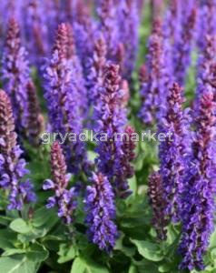 Шалфей дубравный Маркус (Лавандовая Ферма)