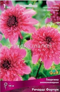 Георгина анемоновидная Ричардс Форчун