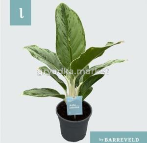 Аглаонема Цинто Королева С14 H40