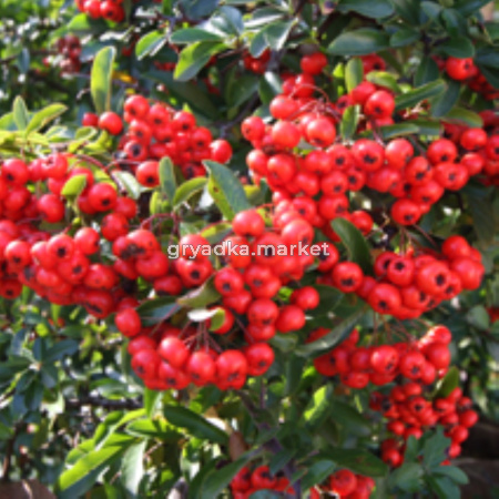 Пираканта (Pyracantha Orange Glow) C5 Н70 - 90