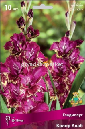 Гладиолус Колор Клаб (ярко-желтый, 10шт, 10-12)