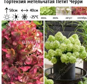 Гортензия метельчатая Петит Черри С3 ГлХ