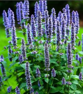 Иссоп лекарственный, C3 (синий)