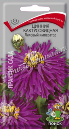 Цинния кактусовидная Лиловый император (ЦВ) (