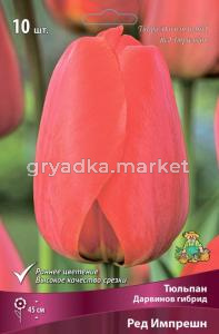 Тюльпан Дарвинов гибрид Ред Импрешн (светло-красный с ярко-красной каймой по краю лепе, 10шт, 11-12)