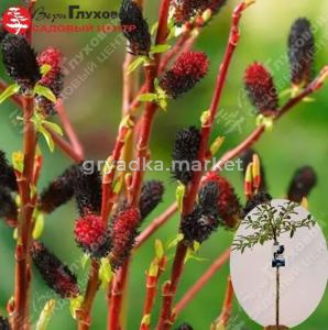 Ива тонкостолбиковая Куроме Шт-80 С3 ПК