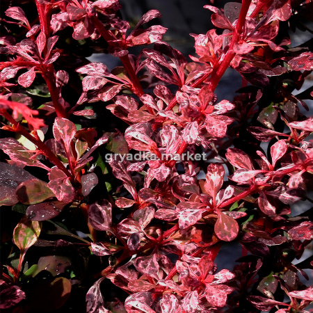 Барбарис тунберга Адмирейшен C 3 20-30 3