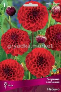 Георгина помпонная Несцио (махровый, красный, диаметр цветка 6 см, устойчив к неблагоприятн, 1шт, I)
