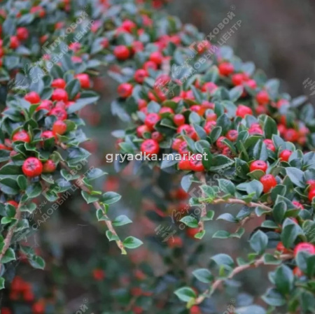 Кизильник горизонтальный 30-40 С3 ГлХ