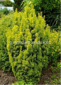 Тис ягодный (Taxus baccata David) С4 Н40-60 