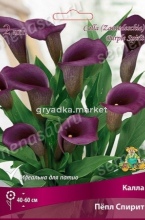 Калла Пепл Спирит 2шт (нежно фиолетовый, 12/14)