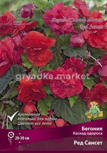 Бегония Каскад одороса Ред Сансет