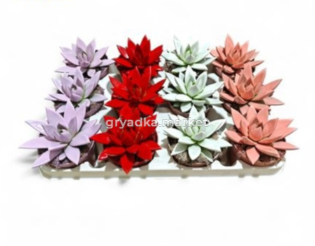 Эхеверия Агавоидес Лав Микс С8,5 Н15