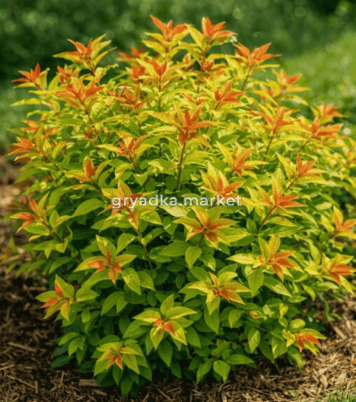 Скриншот 21-04-2026 151112