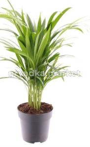 Дипсис (хризалидокарпус) Желтоватый D17 H60