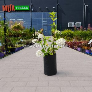 Гортензия метельчатая Мэджикал Кэндл (ПГ)