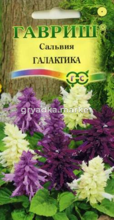 Сальвия Галактика карлик смесь 8шт Гавриш