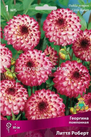 Георгина Литтл Роберт 1шт