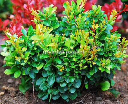 Барбарис Тунберга (Berberis thunbergii Kobold) C3 Н20 - 25