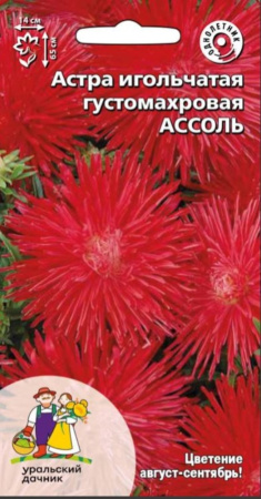 Астра Ассоль игольчатая густомахровая Одн 80см (УД)