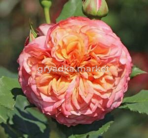 Скриншот 14-04-2026 142830