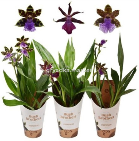 Зигопеталум 1-я Смесь 4+ 12см