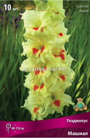 Гладиолус Машиал (светло-жёлтый с оранжево-красным мазком у центра на нижних лепестках, 10шт, 10-12)