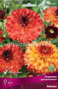 Георгина декоративная Айкон (меняет окрас от жёлтого с красными кончиками до красно-розовог, 1шт, I)