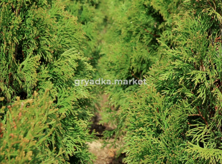 Скриншот 19-11-2024 102108