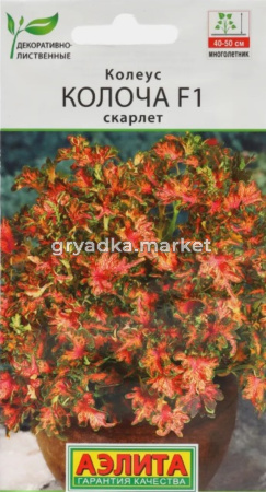 Колеус Колоча F1 роуз 5шт Мн 50см (Аэлита)