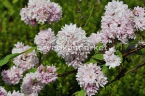 Дейция гибридная Пинк Пом-Пом (соцветия белые, махровые)