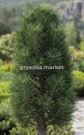 Скриншот 21-04-2026 104921